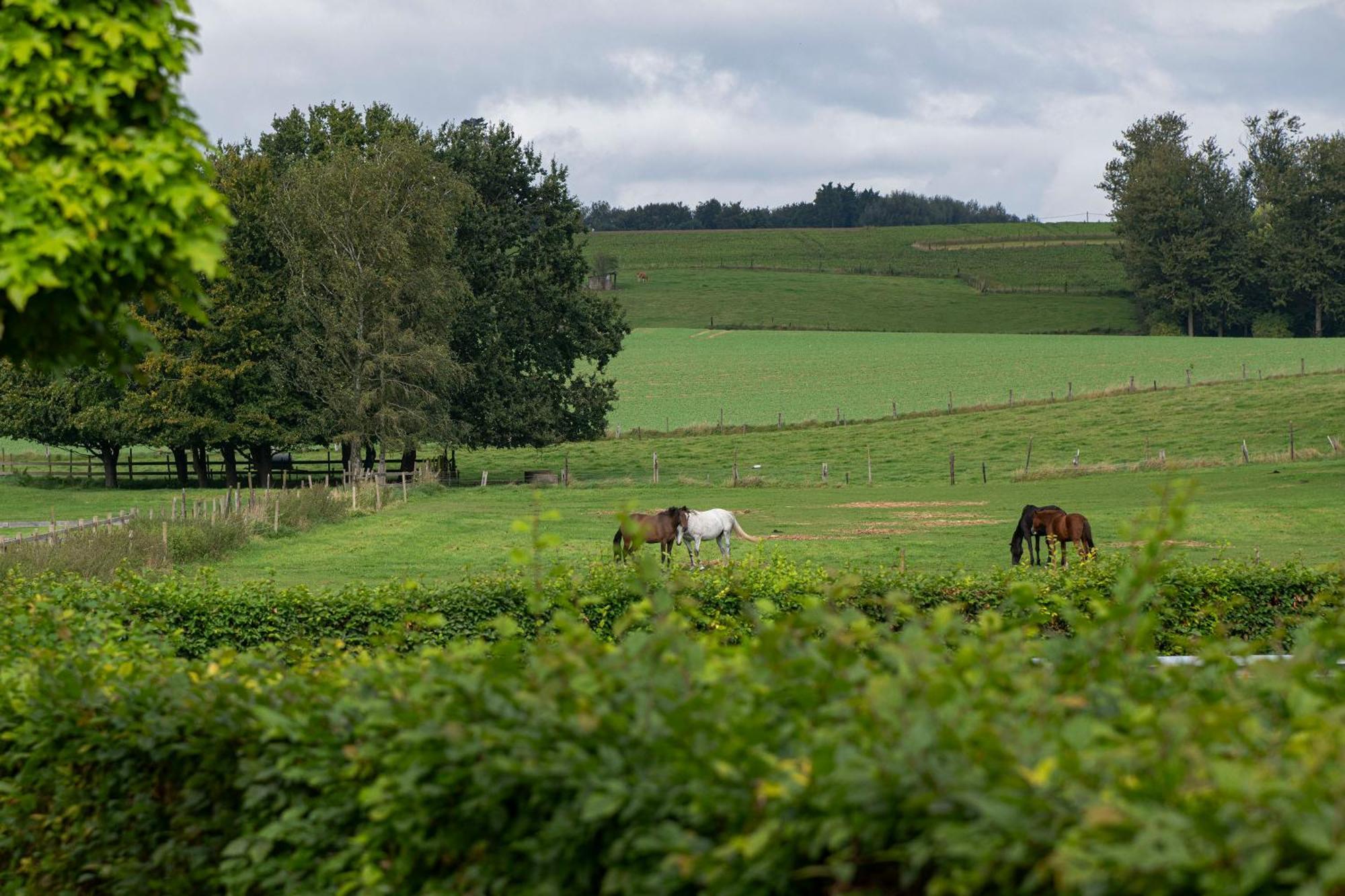 B&B Bertem Natuur エクステリア 写真